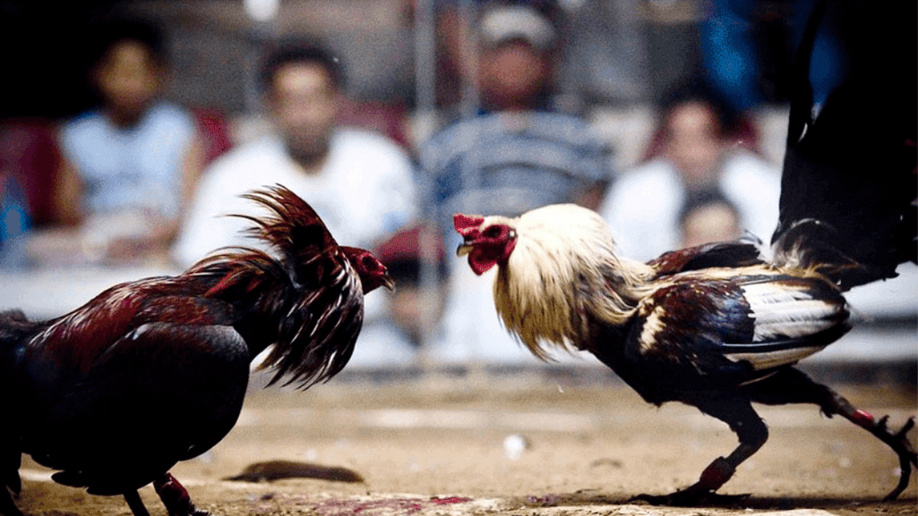 Thai Gamefowl in Competitive Arenas