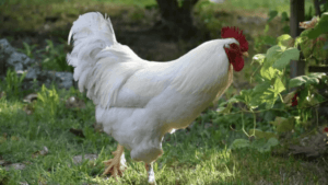 Unique Chicken Names