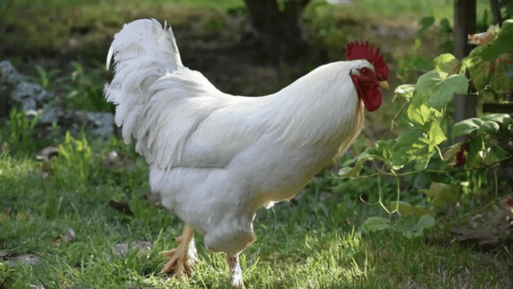 Unique Chicken Names