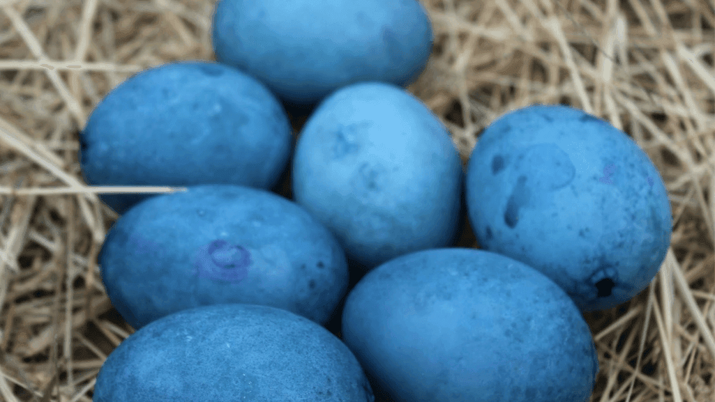 Vibrant Blue Eggs