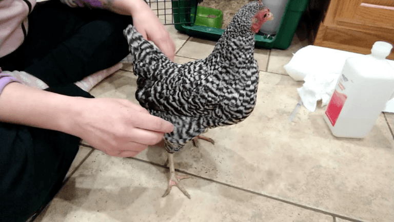 Water Belly in Chickens