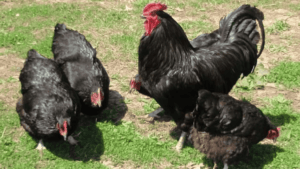 What Color Eggs Do Black Chickens Lay