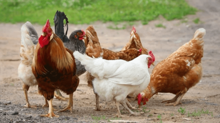 What Type of Animal is Chicken