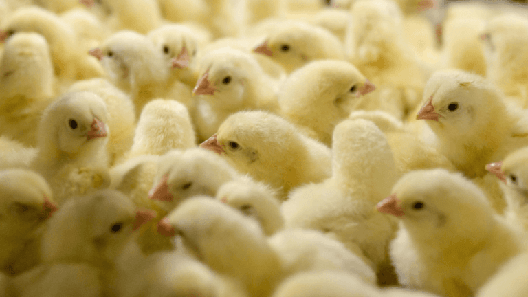 Wisconsin Wi Chicken Hatchery | Quality Poultry Chicks