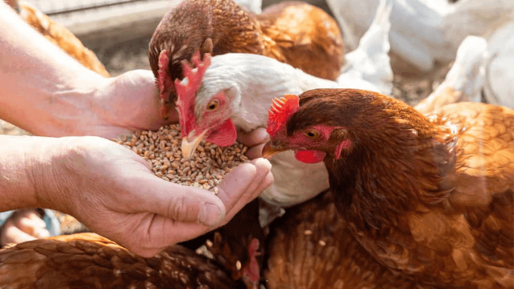 affordable chicken feeders affordable chicken feeders