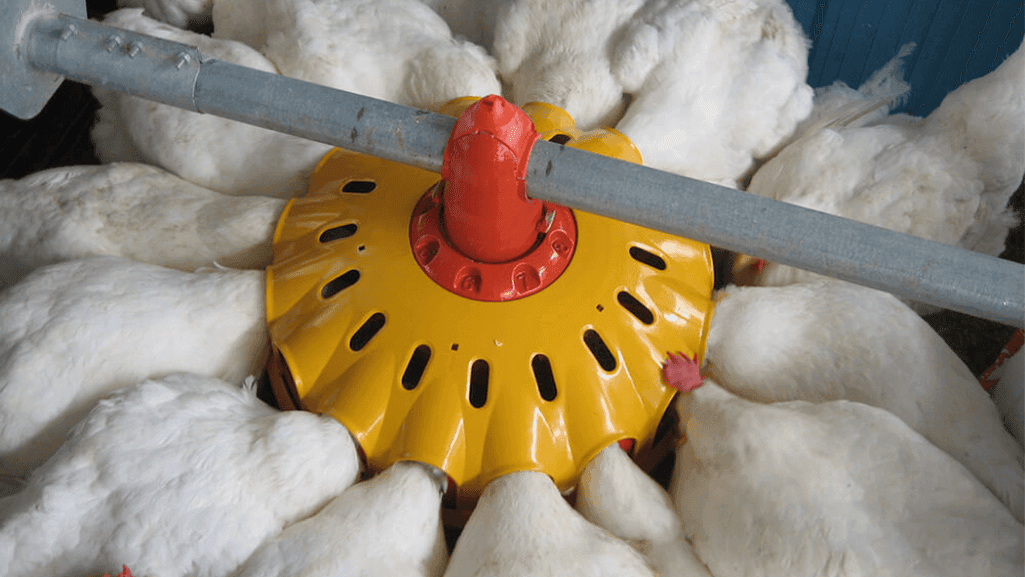 automated chicken feeding solution automated chicken feeding solution