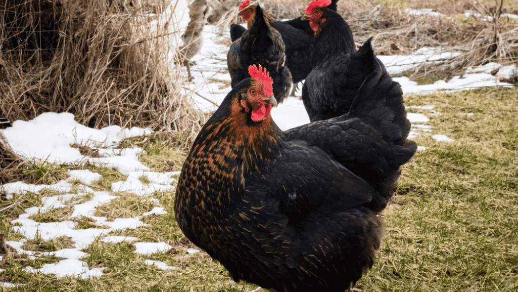 black chicken egg composition