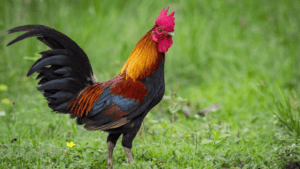 breeds of roosters for fighting