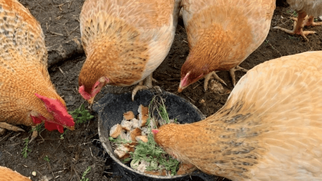 chick starter feed for optimal growth