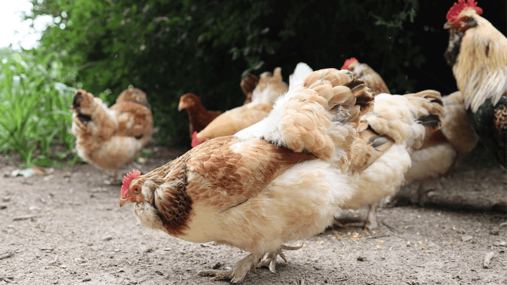 chicken egg laying rates
