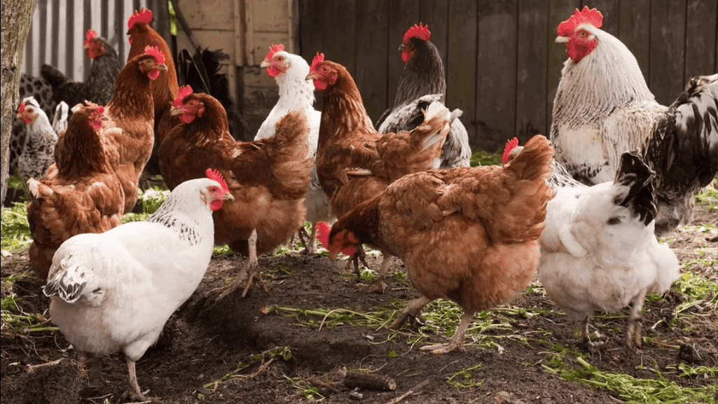 chicken health management