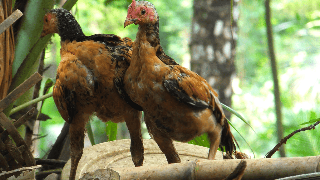 chicken in shock