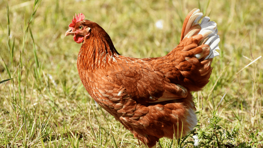 chicken stress response