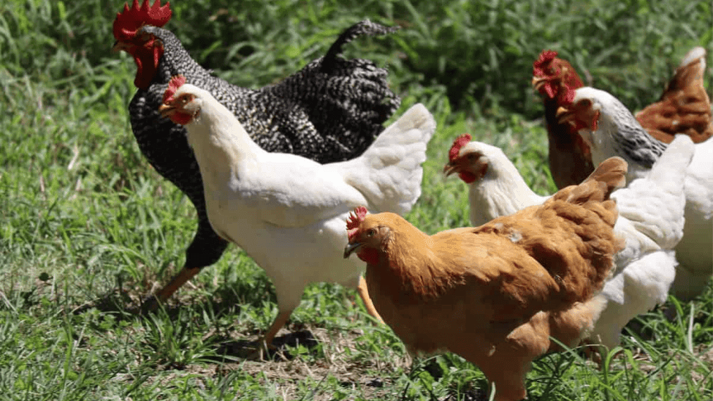 choosing the right breed cross for your flock