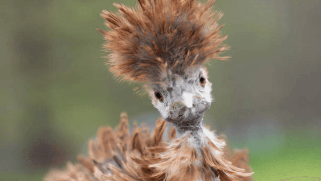 decorative feather patterns of showgirl chickens