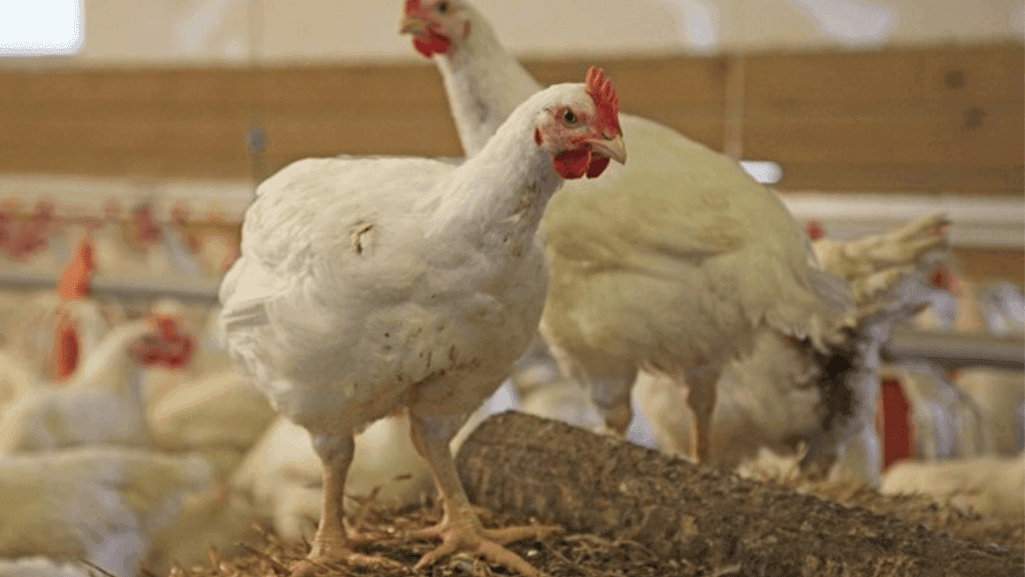 diagnosing ascites in chickens