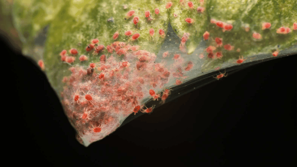 early detection of mite infestation