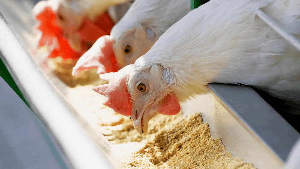 efficient poultry feeder efficient poultry feeder