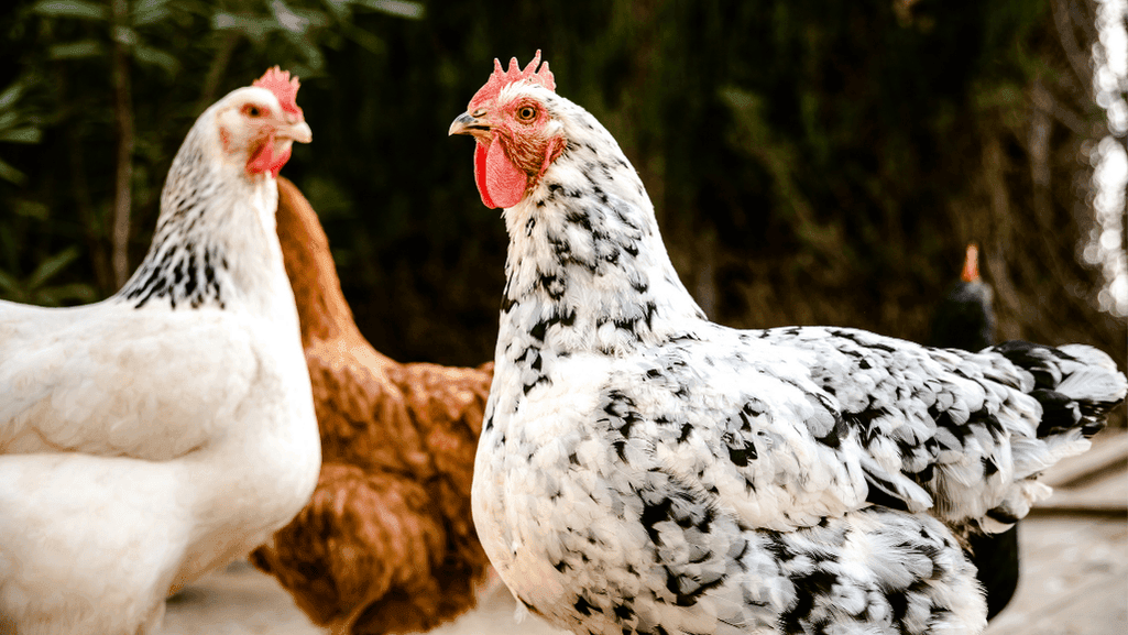 egg-laying breeds