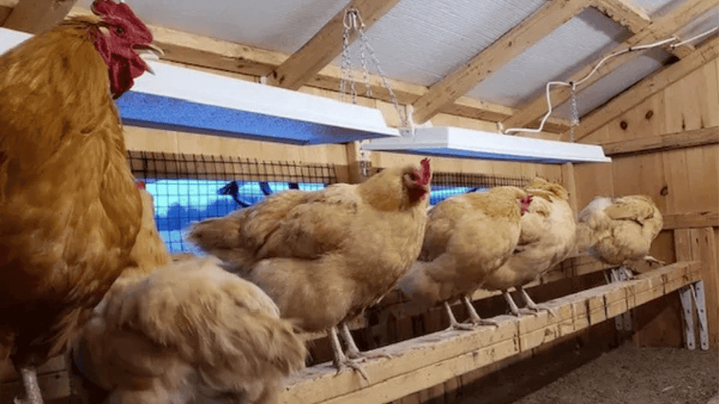 energy-efficient chicken coop heating