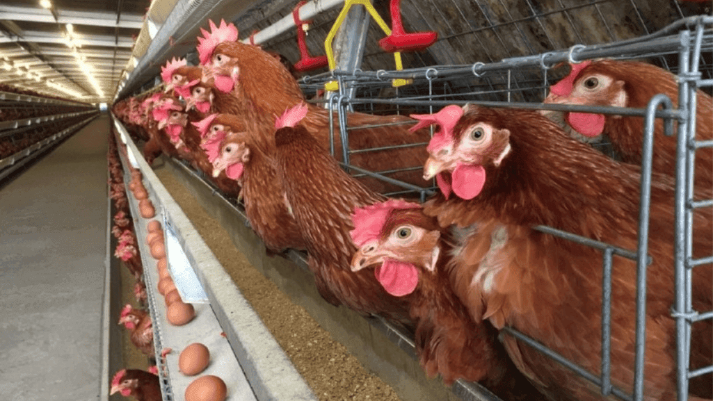 factors affecting chicken egg production