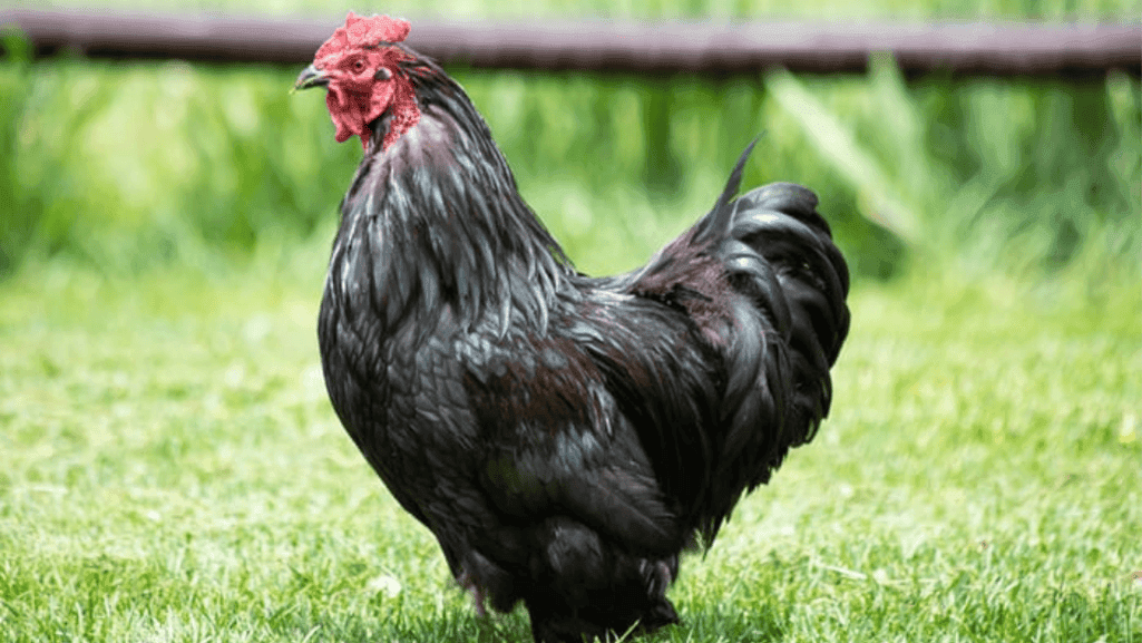 floral chicken names
