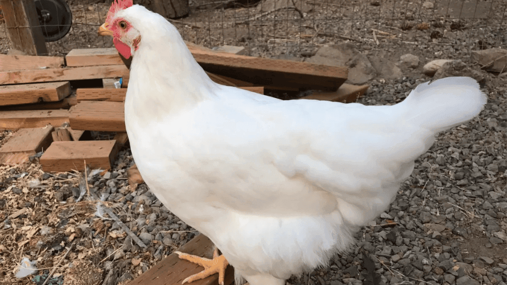 food names for chickens