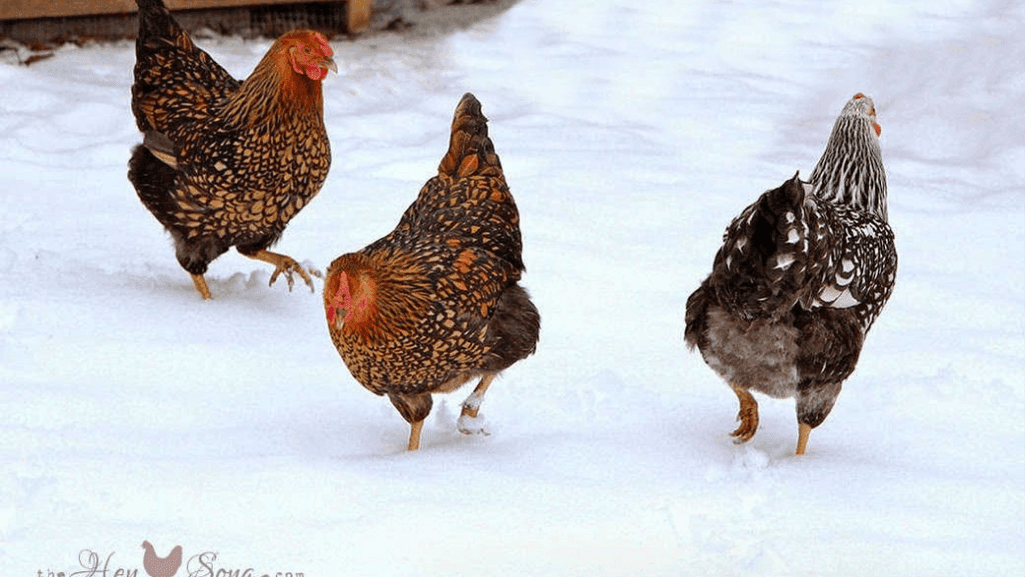 heat-tolerant chicken breeds