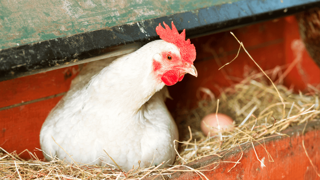 hen solo egg laying