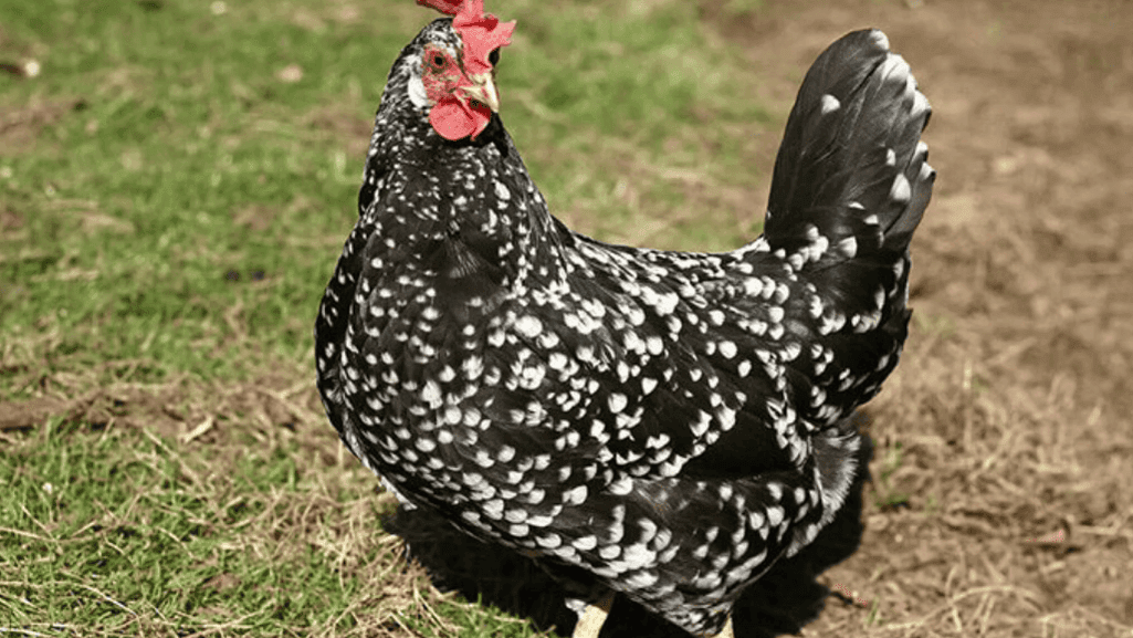 heritage chicken crosses