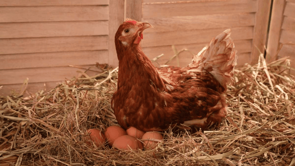 how many eggs does a pregnant chicken lay
