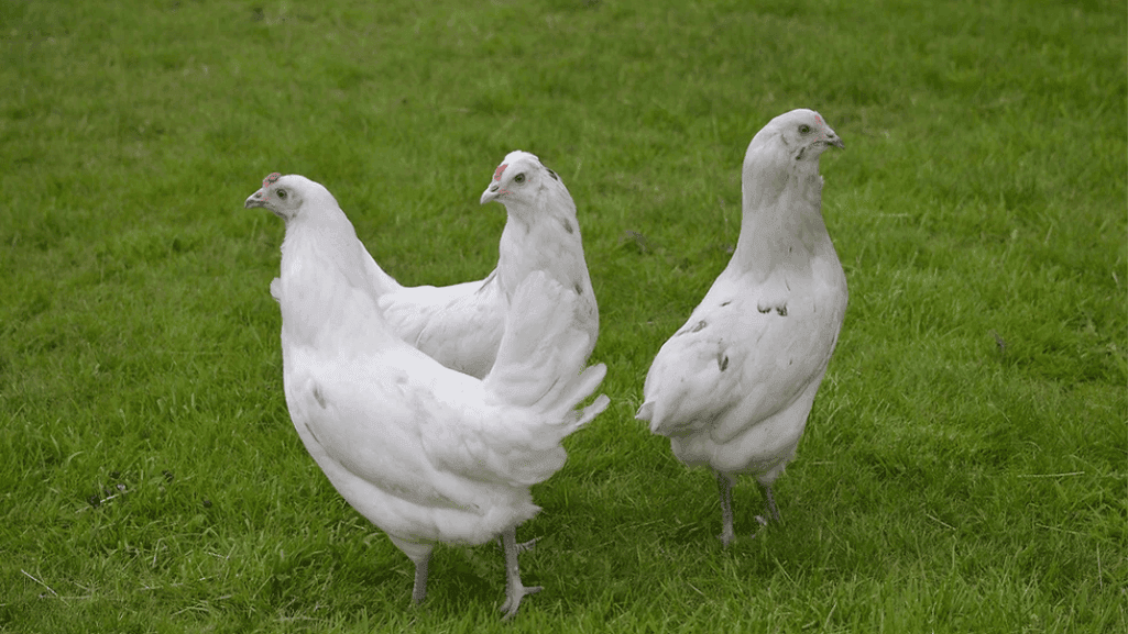 hybrid chickens