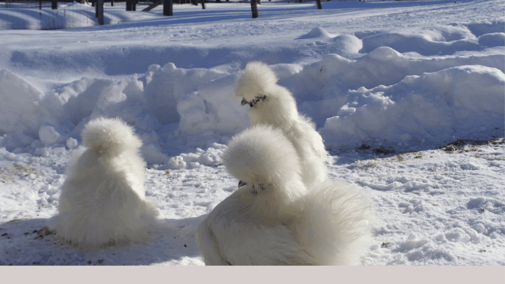 keeping silkies warm in winter
