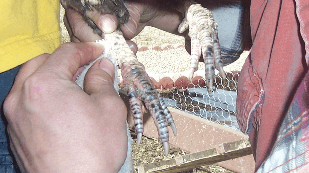 leg mite treatment