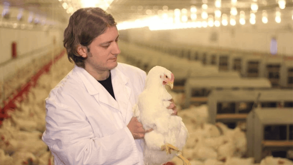 low-energy diets for treating ascites in chickens