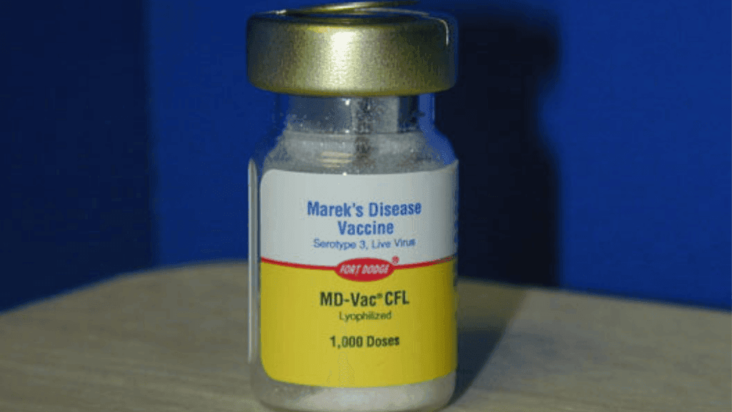 mareks vaccine