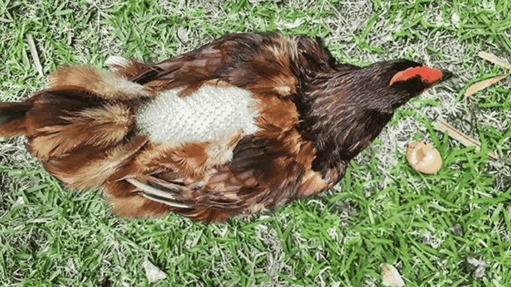 missing feathers around the vent