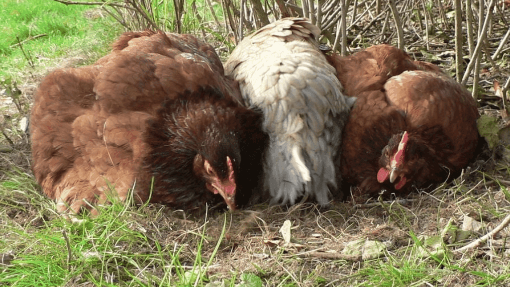 mite prevention in chickens