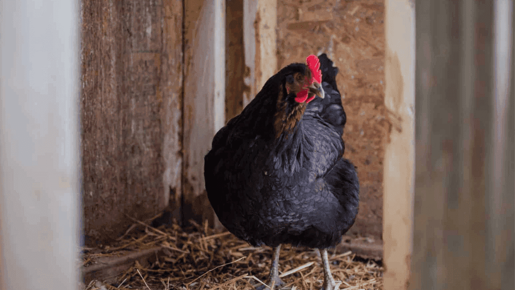 natural mite repellent for chickens natural mite repellent for chickens