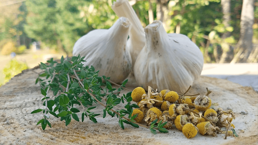natural mite treatment for chickens