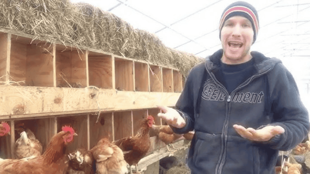 nesting boxes in mobile chicken house