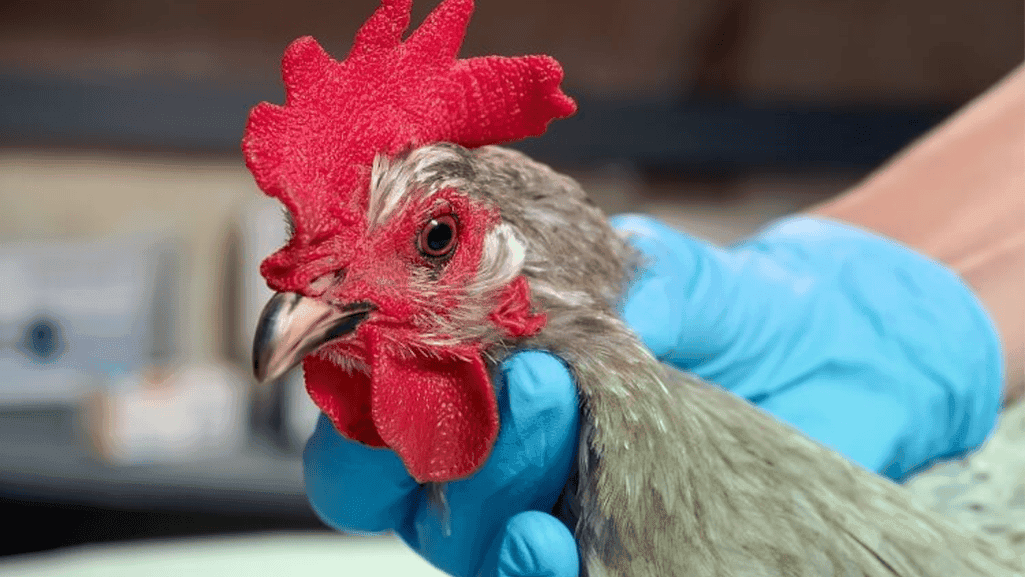 nystatin topical application chickens nystatin topical application chickens