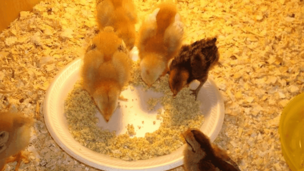 poultry development milestones