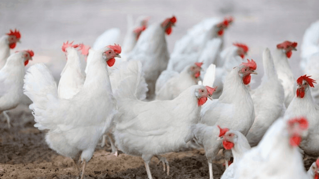 poultry health and Marek's vaccine