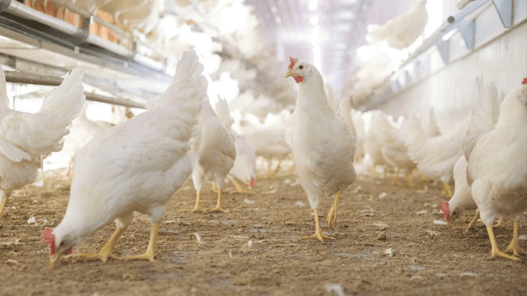 poultry welfare crisis