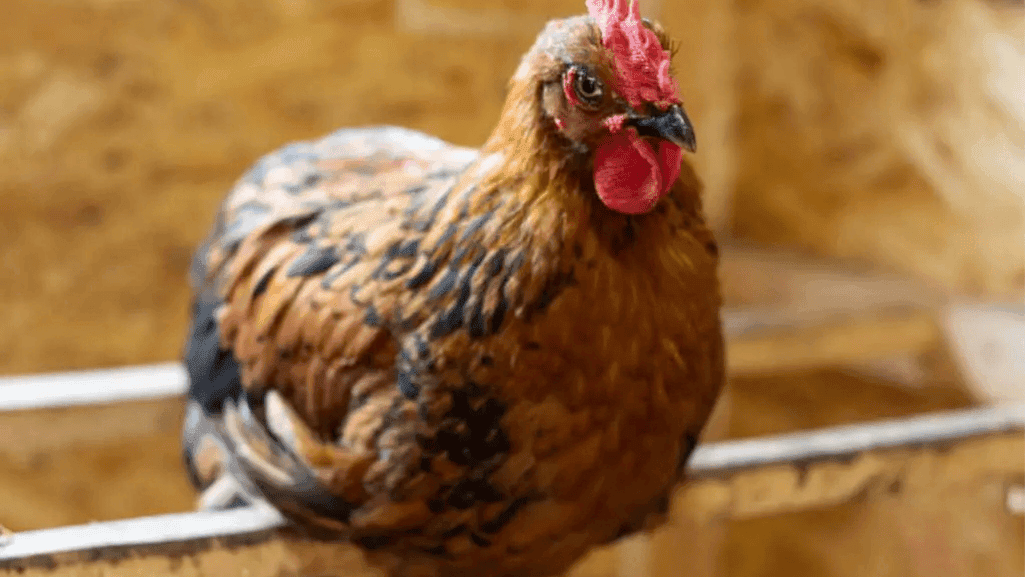 preventing fungal diseases chickens with nystatin preventing fungal diseases chickens with nystatin