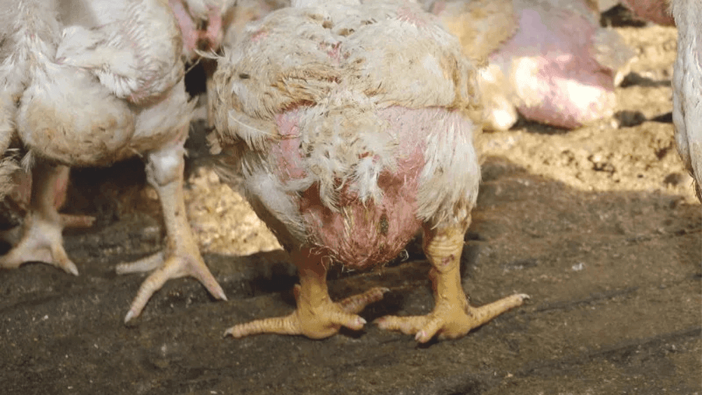 probiotics for vent gleet treatment