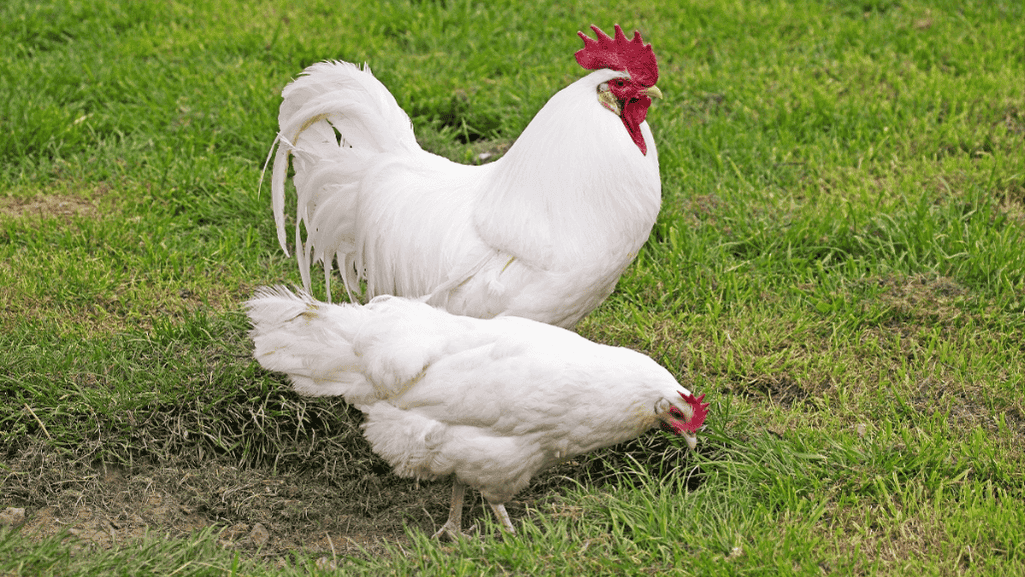 prolific egg laying breeds