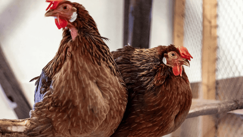 prolific egg-laying chicken breeds