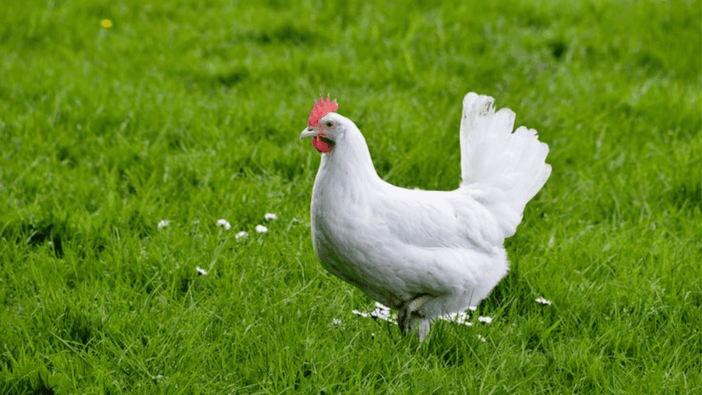 prolific egg-laying chicken breeds